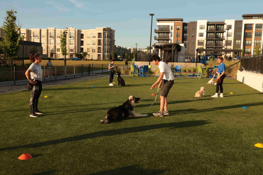 Puppy socialization group training session with multiple dogs sitting calmly beside their owners while practicing focus and neutrality around distractions.