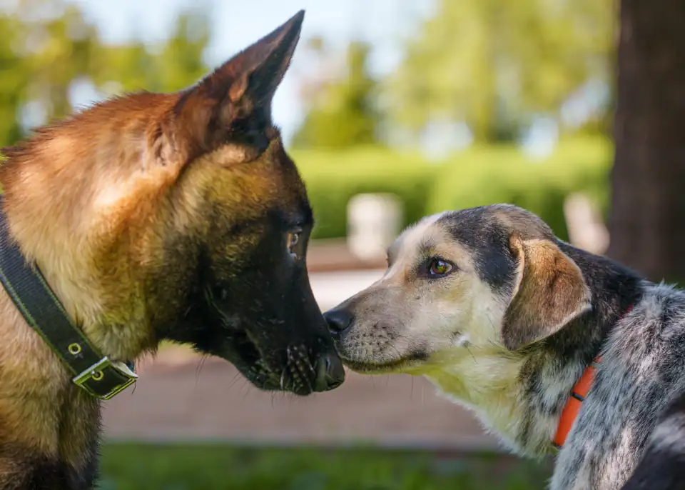 DogBehaviorTraining01