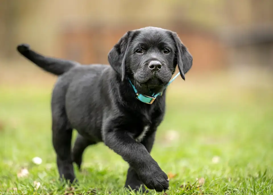 DogBehaviorTraining02