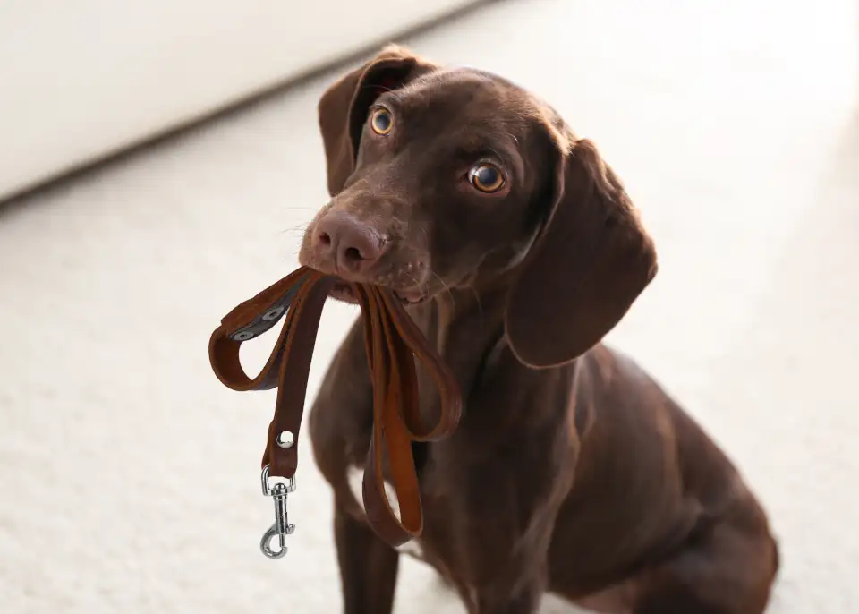 DogLeashTraining01