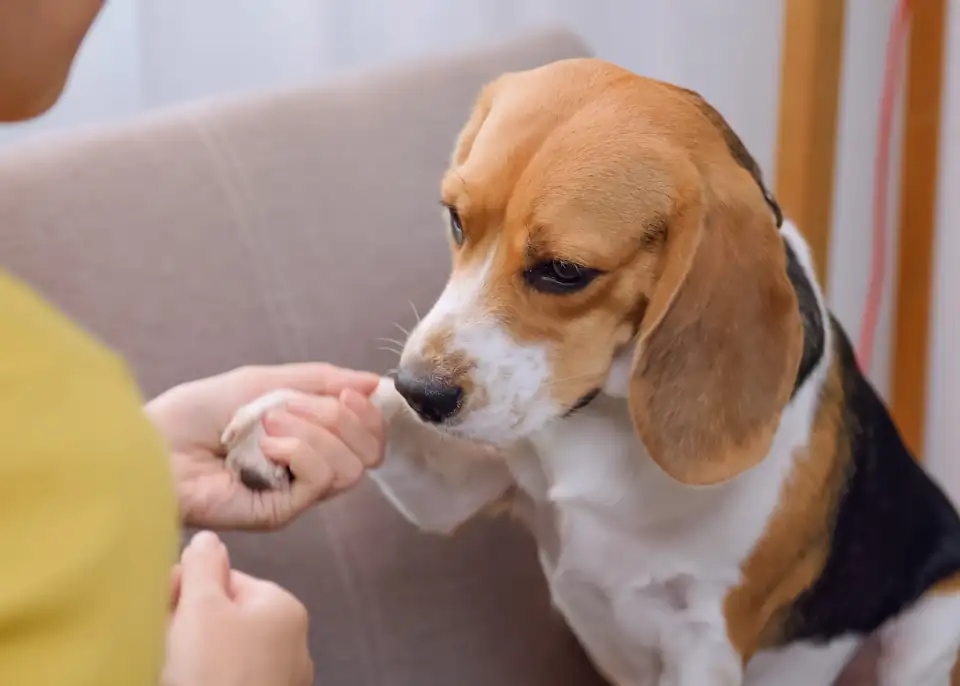 DogObedienceTraining01