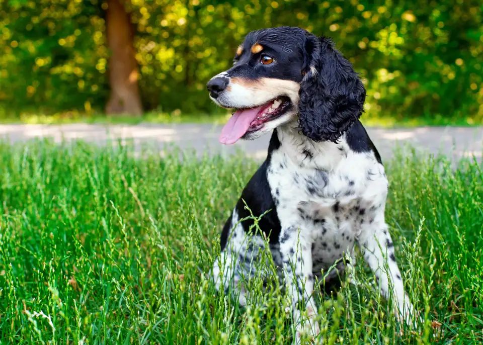 DogReactivityTraining01