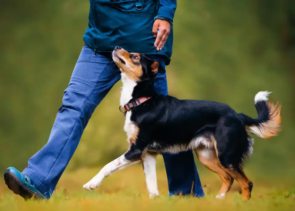 DogTraining01