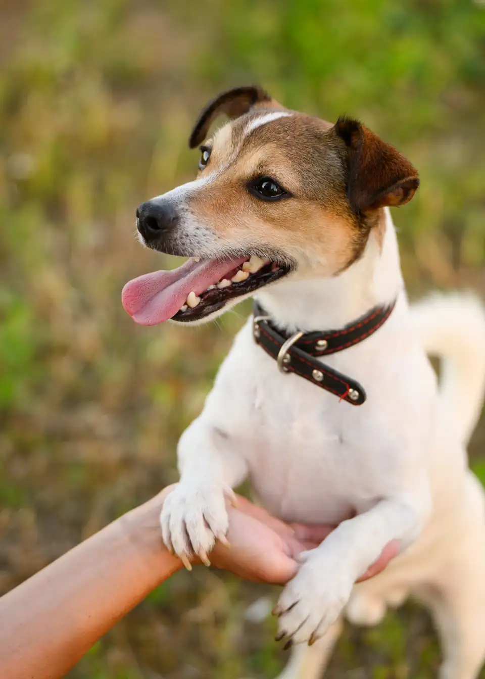 PuppyTraining04